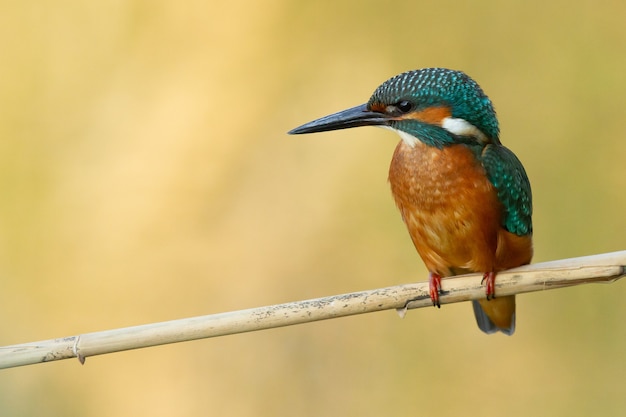 Primo piano di un martin pescatore che si appollaia su un ramo di un albero con una scena sfocata