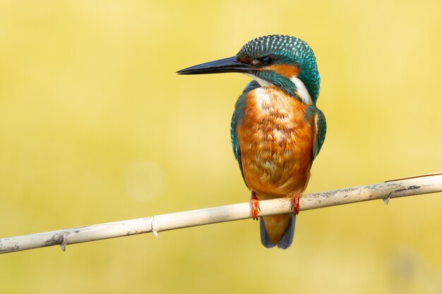 Primo piano di un martin pescatore che si appollaia su un ramo di un albero con uno spazio sfocato