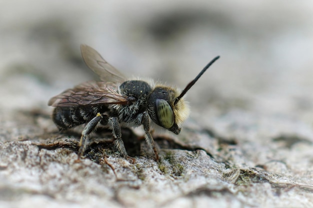 Primo piano di un maschio dell'ape tagliafoglie di erba medica, Mehachile rotu