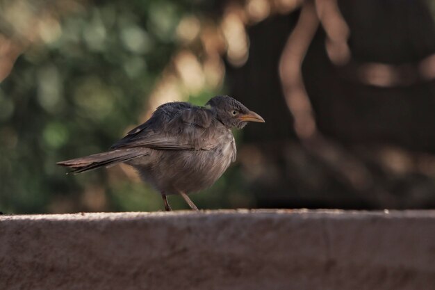 Primo piano di un merlo indiano appollaiato su una superficie di cemento con uno sfondo bokeh