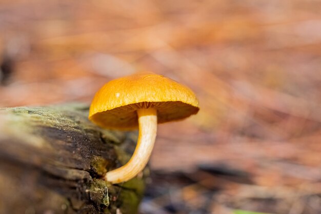 Primo piano di un minuscolo fungo che cresce su un pezzo di legno in una foresta di pini, Cape Town, Sud Africa