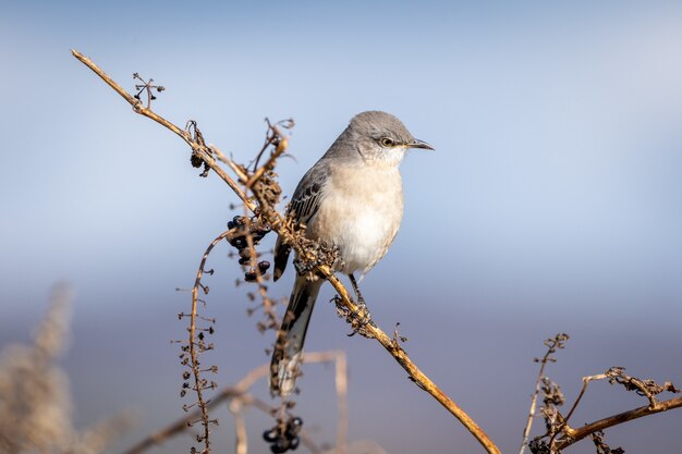 Primo piano di un mockingbird settentrionale su un ramo in un campo sotto la luce del sole con uno sfondo sfocato