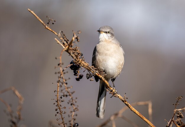 Primo piano di un mockingbird settentrionale su un ramo in un campo sotto la luce del sole