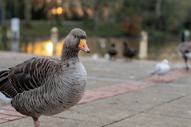 Primo piano di un'oca grigia su un molo