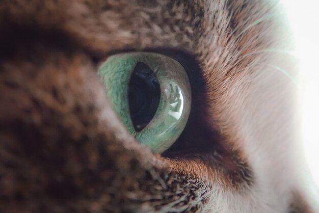 Primo piano di un occhio verde di un gatto bianco e nero