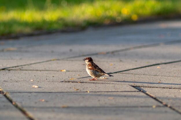 Primo piano di un passero in piedi su un sentiero di pietra