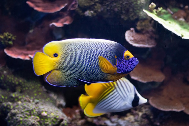 Primo piano di un pesce angelo imperatore e un pesce farfalla in un acquario