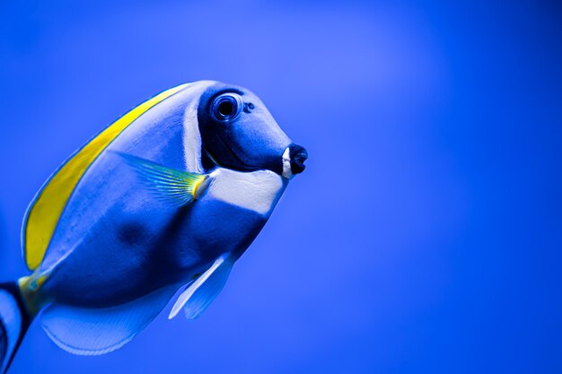 Primo piano di un pesce azzurro con uno giallo in un acquario