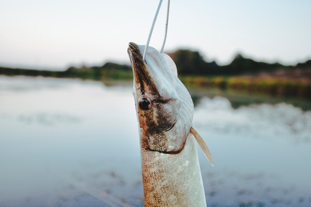 Primo piano di un pesce che appende davanti al lago