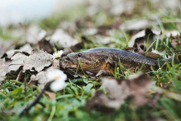 Primo piano di un pesce fresco su erba