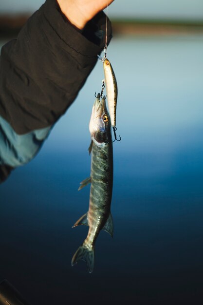 Primo piano di un pesce luccio catturato da esca da pesca