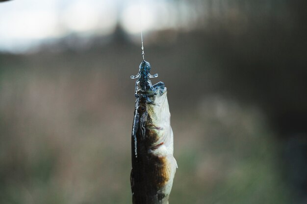 Primo piano di un pesce pescato