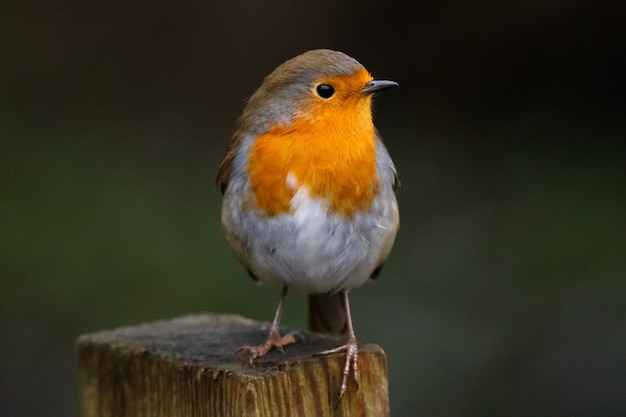 Primo piano di un pettirosso europeo arroccato su legno in un giardino