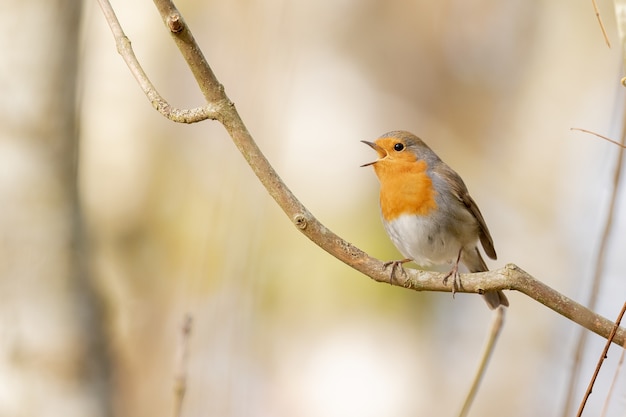 Primo piano di un pettirosso europeo in piedi sul ramo di un albero