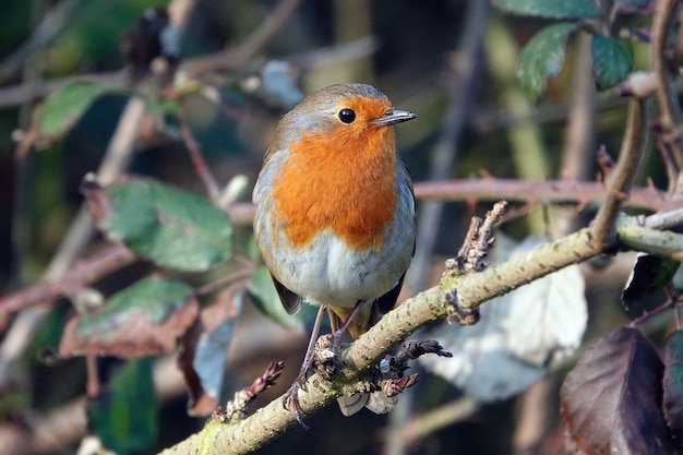 Primo piano di un pettirosso europeo su un ramo