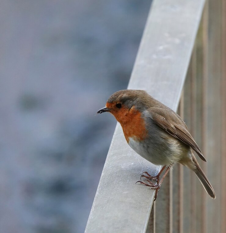 Foto gratuito primo piano di un pettirosso europeo