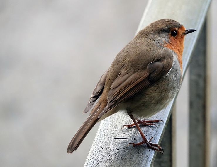 Foto gratuito primo piano di un pettirosso europeo