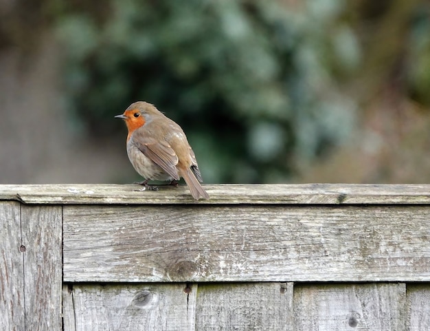 Primo piano di un pettirosso europeo