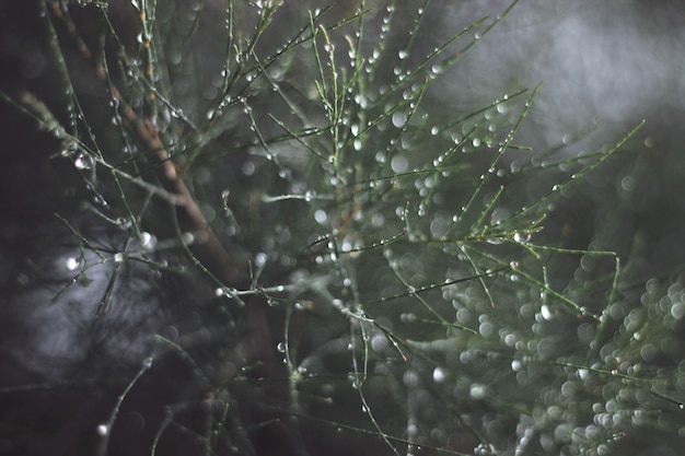 Primo piano di un pino con le gocce dell'acqua