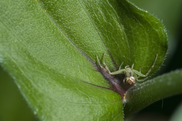 Primo piano di un ragno verde che si siede su una foglia