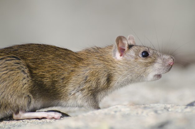 Primo piano di un ratto di riso di palude sotto la luce del sole con uno sfondo sfocato