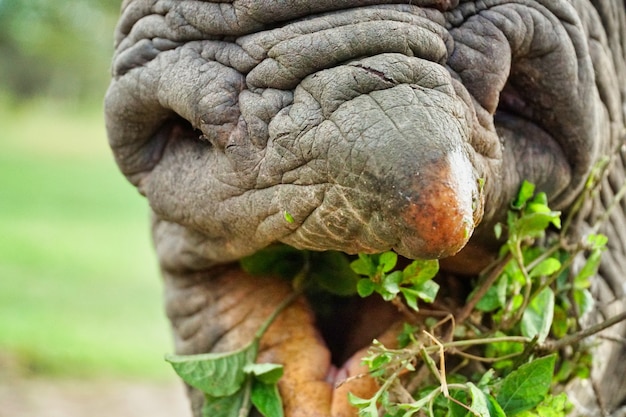 Primo piano di un rinoceronte che mangia una pianta