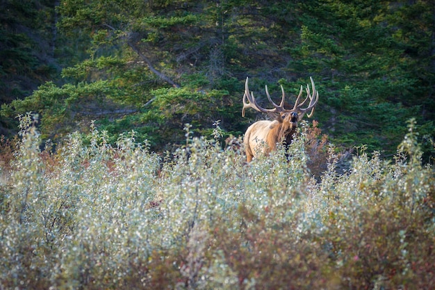 Primo piano di un riposo in uno scenario naturale pittoresco