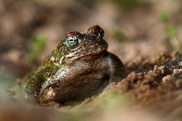 Primo piano di un rospo in esecuzione (Epidalea calamita), fauna mediterranea, Spagna.