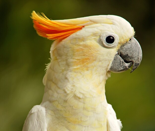 Primo piano di un simpatico cacatua crestato di zolfo