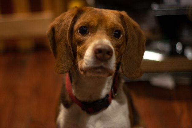 Primo piano di un simpatico cane domestico seduto