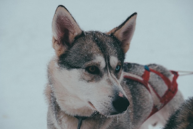 Primo piano di un simpatico cane husky Sakhalin con uno sfondo sfocato