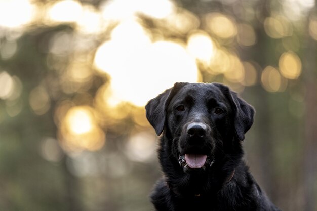 Primo piano di un simpatico cane nero su uno sfondo sfocato