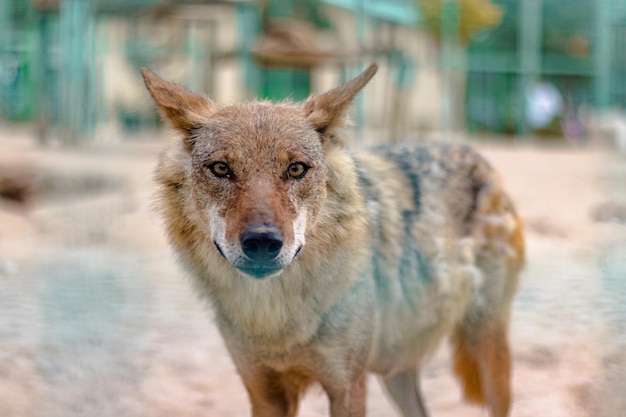 Primo piano di un simpatico coyote che fissa la telecamera con occhi curiosi nella sua gabbia dello zoo