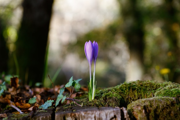 Primo piano di un simpatico Crocus Vernus sotto la luce del sole