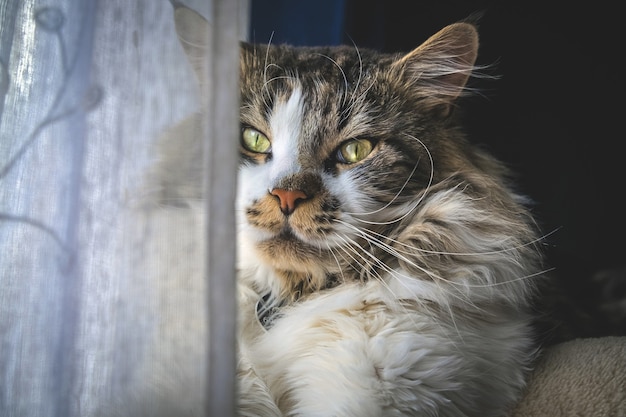 Primo piano di un simpatico e soffice gatto Maine Coon vicino alla finestra