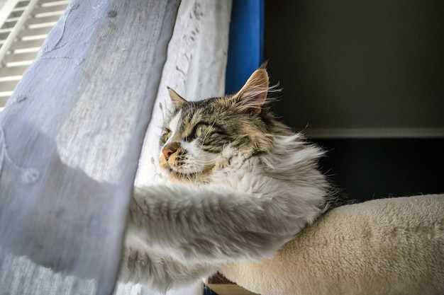 Primo piano di un simpatico e soffice gatto Maine Coon vicino alla finestra