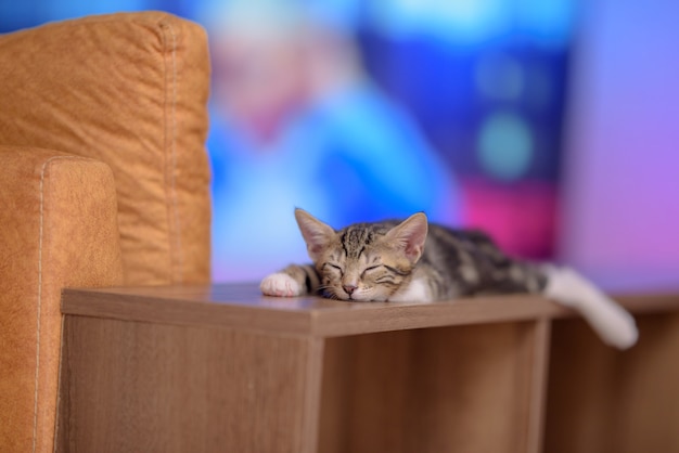 Primo piano di un simpatico gattino domestico che dorme su uno scaffale di legno con uno sfondo sfocato