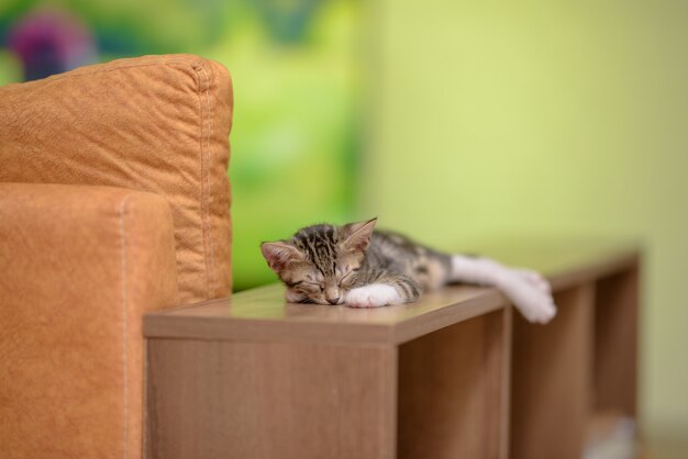 Primo piano di un simpatico gattino domestico che dorme su uno scaffale di legno