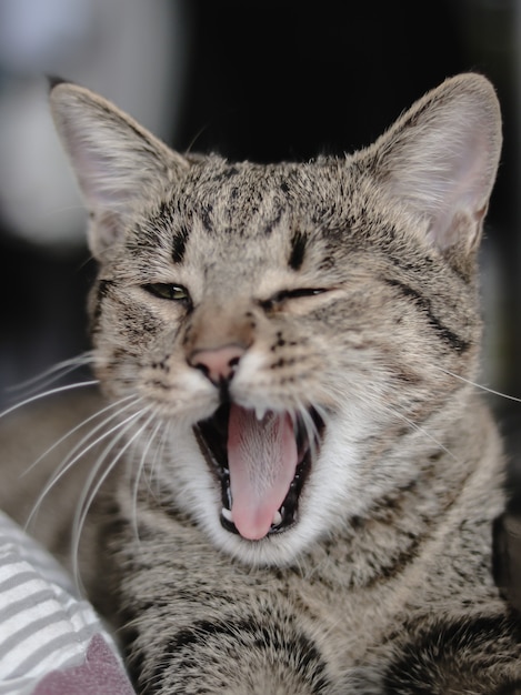 Primo piano di un simpatico gatto a strisce grigie