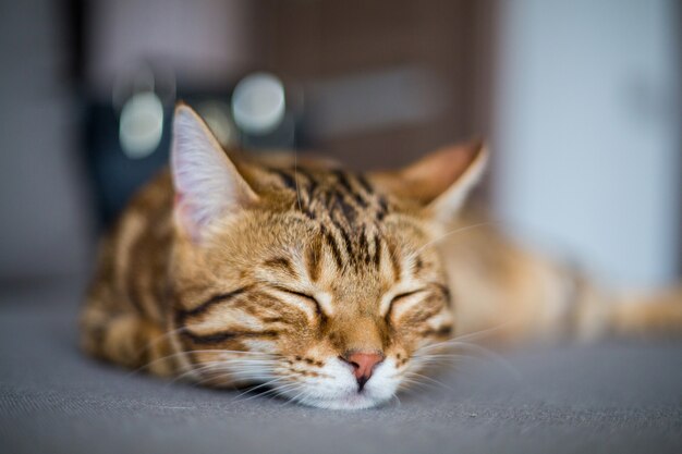 Primo piano di un simpatico gatto bengala che dorme sul pavimento