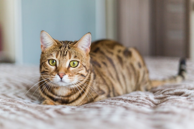 Primo piano di un simpatico gatto bengala domestico sdraiato su un letto