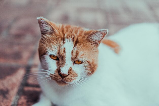 Primo piano di un simpatico gatto bianco e marrone con occhi tristi sdraiato fuori sul marciapiede