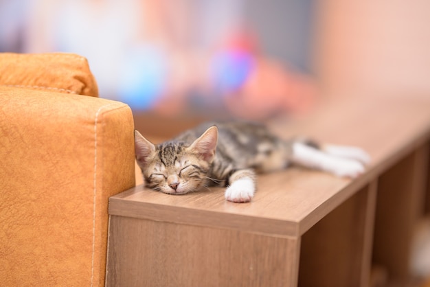Primo piano di un simpatico gatto domestico che dorme su uno scaffale di legno