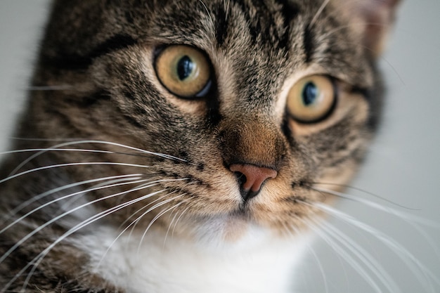 Primo piano di un simpatico gatto domestico con occhi ipnotizzanti che guardano la telecamera