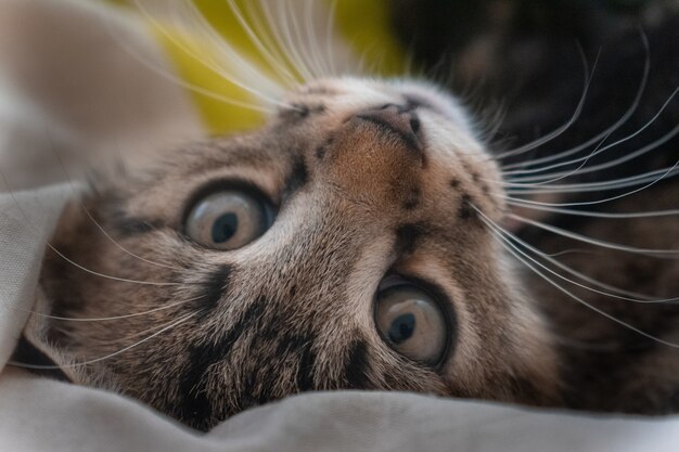 Primo piano di un simpatico gatto domestico con occhi ipnotizzanti