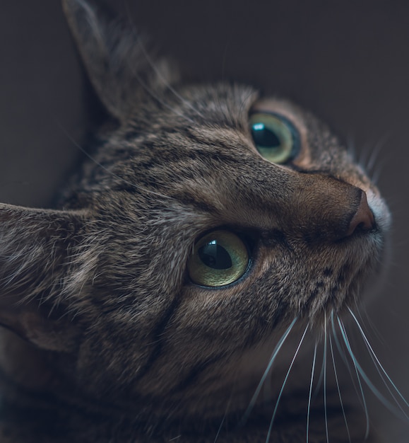 Primo piano di un simpatico gatto grigio domestico che osserva in su con i bei grandi occhi