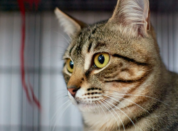 Primo piano di un simpatico gatto lanuginoso che fissa con i suoi occhi verdi