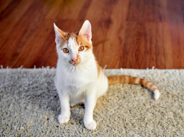 Primo piano di un simpatico gatto soriano bianco e zenzero seduto sul tappeto