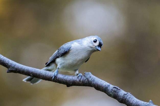 Primo piano di un simpatico uccello appollaiato su un ramo