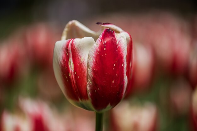 Primo piano di un tulipano rosso e bianco in un campo con uno sfondo sfocato